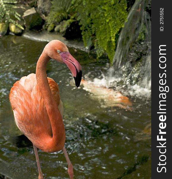 Flamingo In A Water Stream