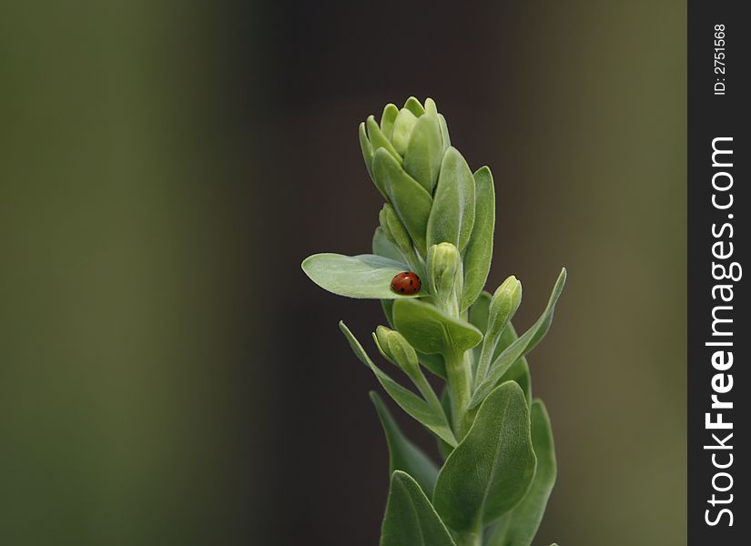 Ladybug resting on a green plant