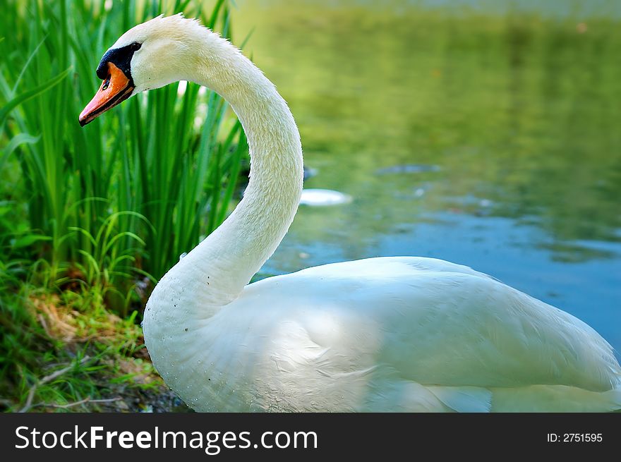 Bright White Swan in river