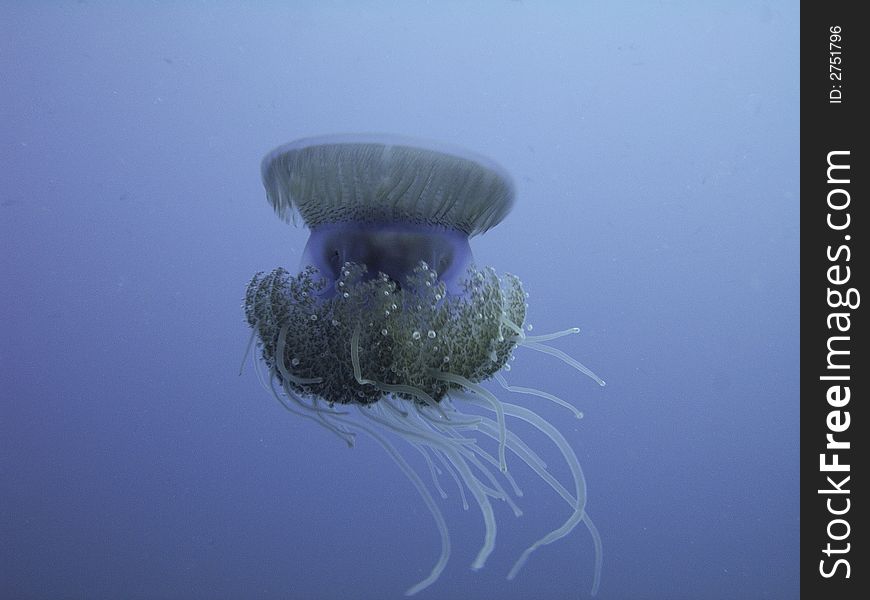 Re sea jellyfish close-up picture , Egypt