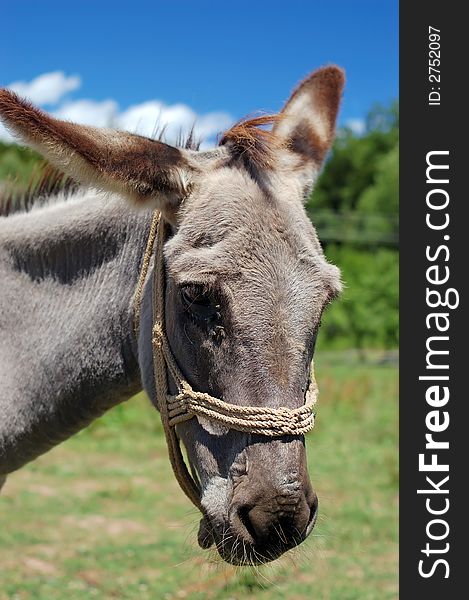 Donkey on a hot sunny summer day