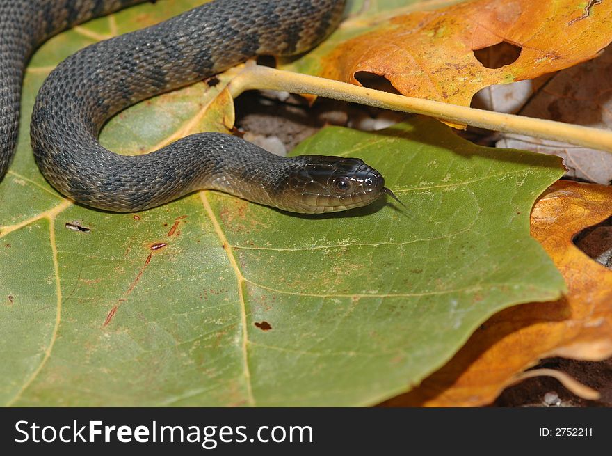 The Mississippi Green Watersnake is a threatened species in much of it's natural range.