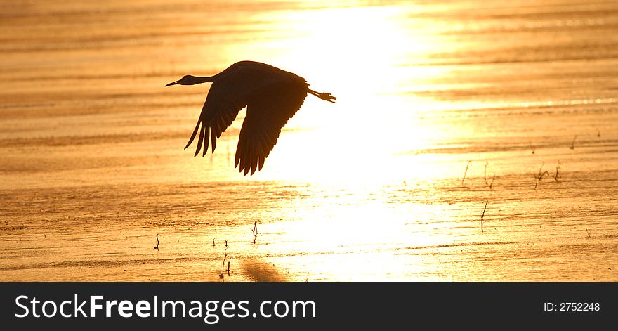 A silhouette of a sandhill crane flying over the frozen wetland. A silhouette of a sandhill crane flying over the frozen wetland.