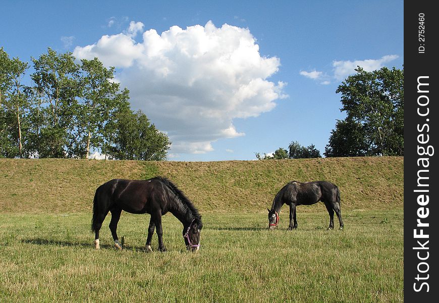 Horse grazed on a pasture in the early morning. Horse grazed on a pasture in the early morning