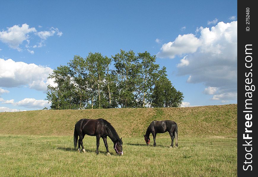 Horses On A Pasture