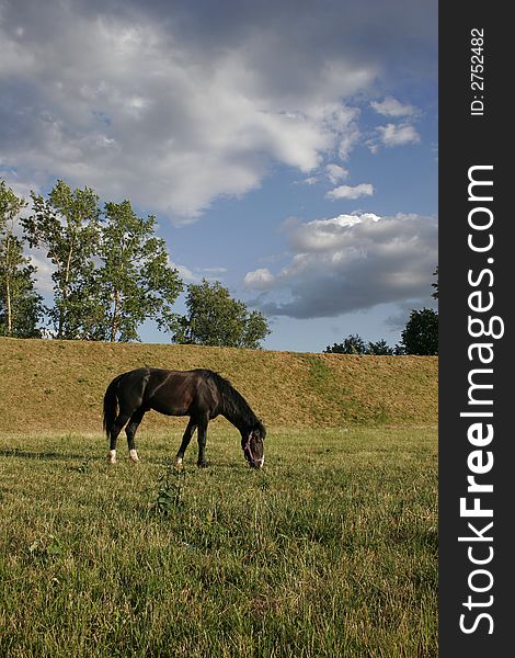 Horse grazed on a pasture in the early morning