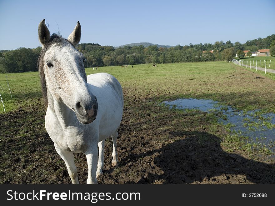 A curious white horse takes a closer look at the photographer. A curious white horse takes a closer look at the photographer.