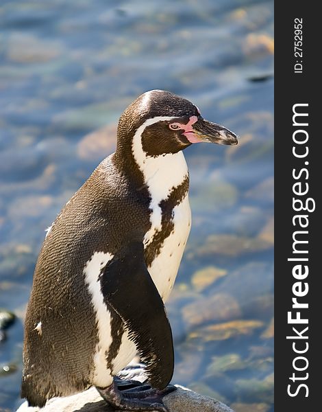 A standing Humboldt penguin