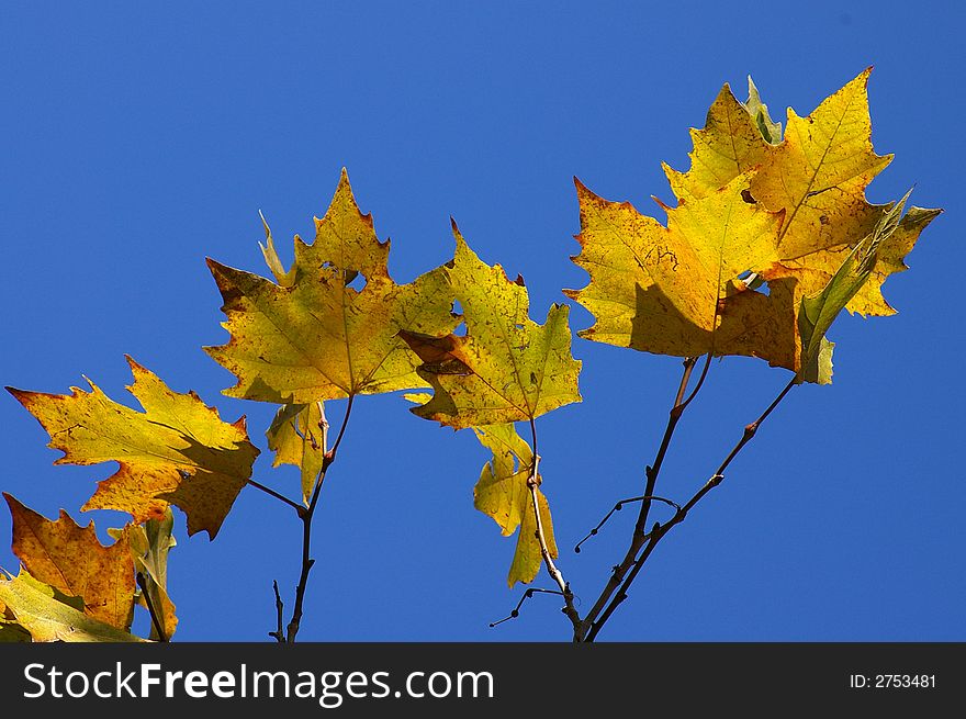 A plane-tree leafs in fall time