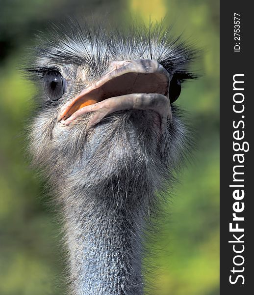 Portrait of the ostrich
