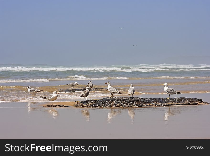 Seagulls at the ocean