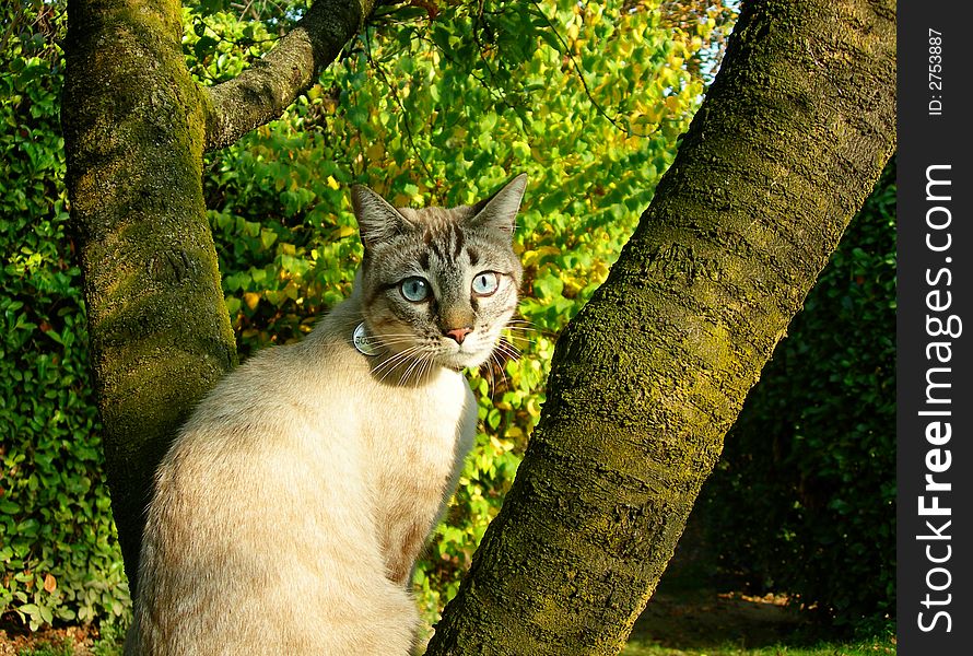 Cute cat balances between two tree trunks. Cute cat balances between two tree trunks