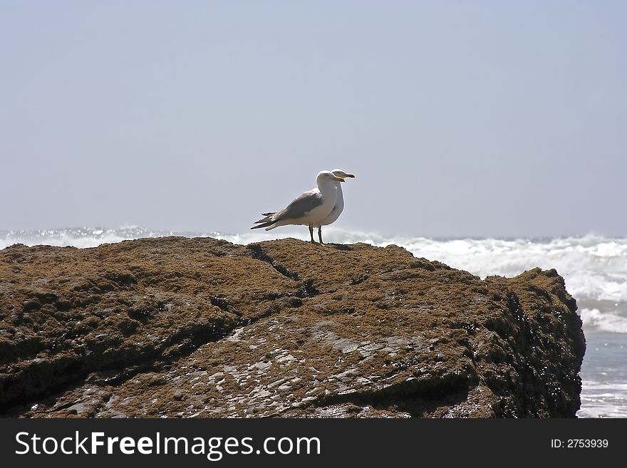Seagulls on the rocks at the atlantic ocean in Portugal