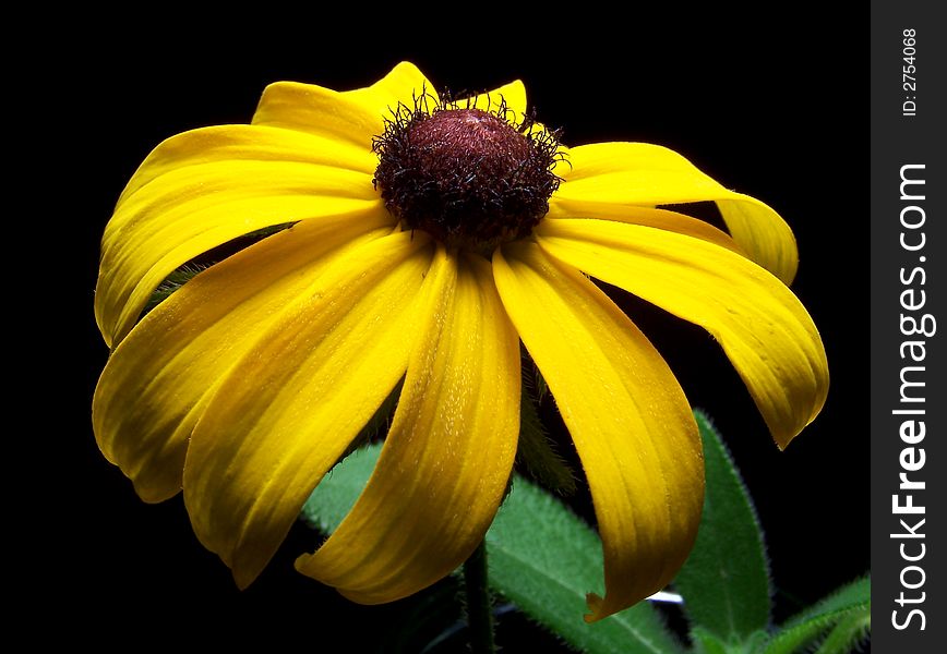 Color photo of a single Black Eyed Susan flower. Color photo of a single Black Eyed Susan flower.