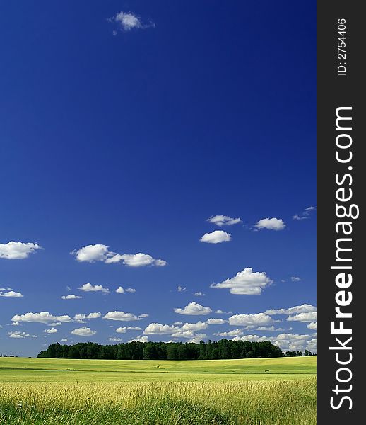 A stand of trees in a sunny field of grain below a blue sky with fluffy white clouds. A stand of trees in a sunny field of grain below a blue sky with fluffy white clouds.
