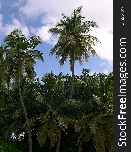 Palms On A Tropical Island 2