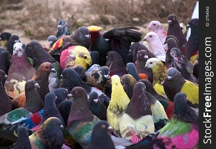 Color Pigeon Crowd