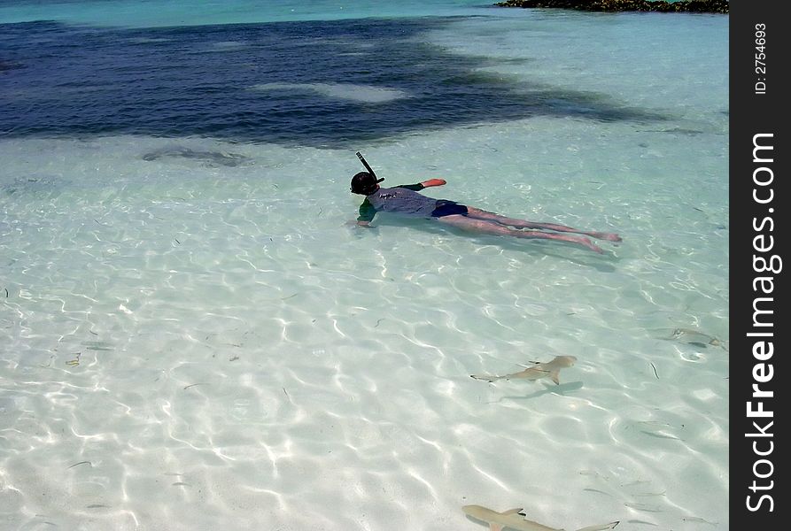 Snorkelig With Sharks