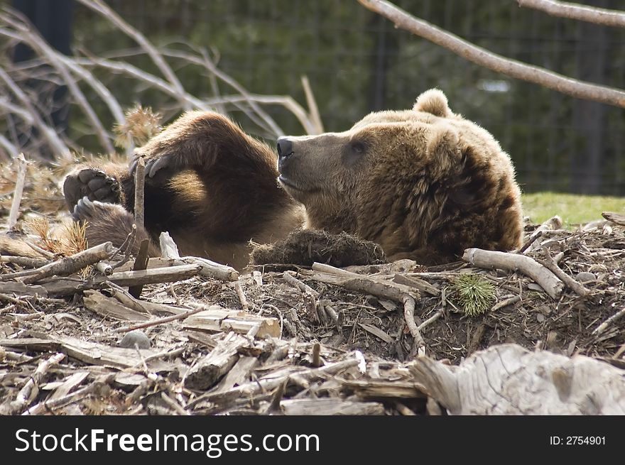 Grizzly bear snuggled up in a hole in the ground. Grizzly bear snuggled up in a hole in the ground.
