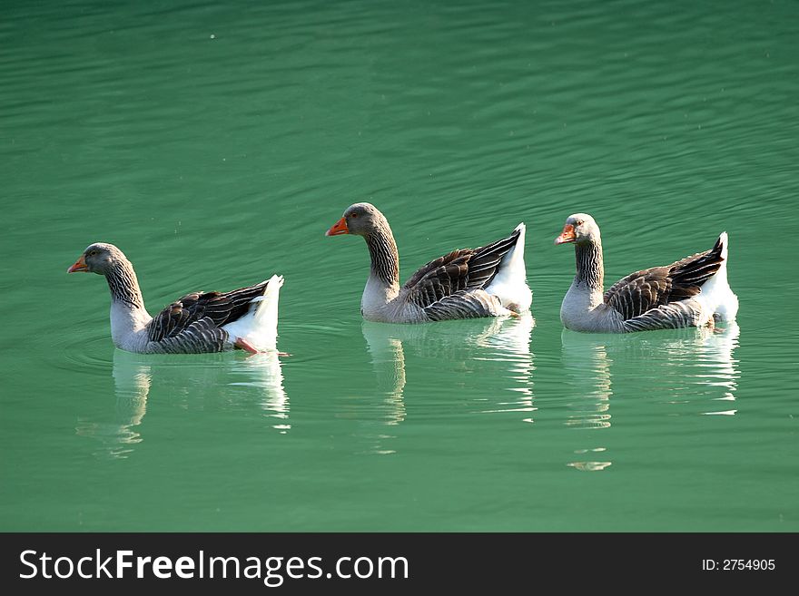 Three Gooses