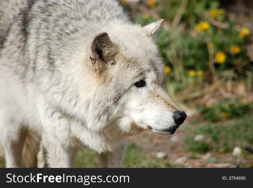 A Closeup of a gray wolf taken at Yellowstone National Park. A Closeup of a gray wolf taken at Yellowstone National Park