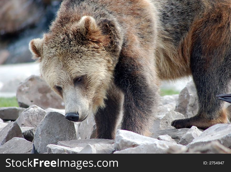 Grizzly bear climbing over a pile of large rocks. Grizzly bear climbing over a pile of large rocks.
