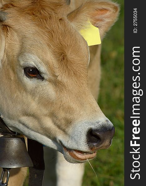 A close-up portrait of a Jersey heifer. Small amount of space for text on the yellow ear tag. A close-up portrait of a Jersey heifer. Small amount of space for text on the yellow ear tag.