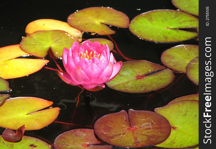 Pink lotus flower emerging from lily pad in a pond. Pink lotus flower emerging from lily pad in a pond