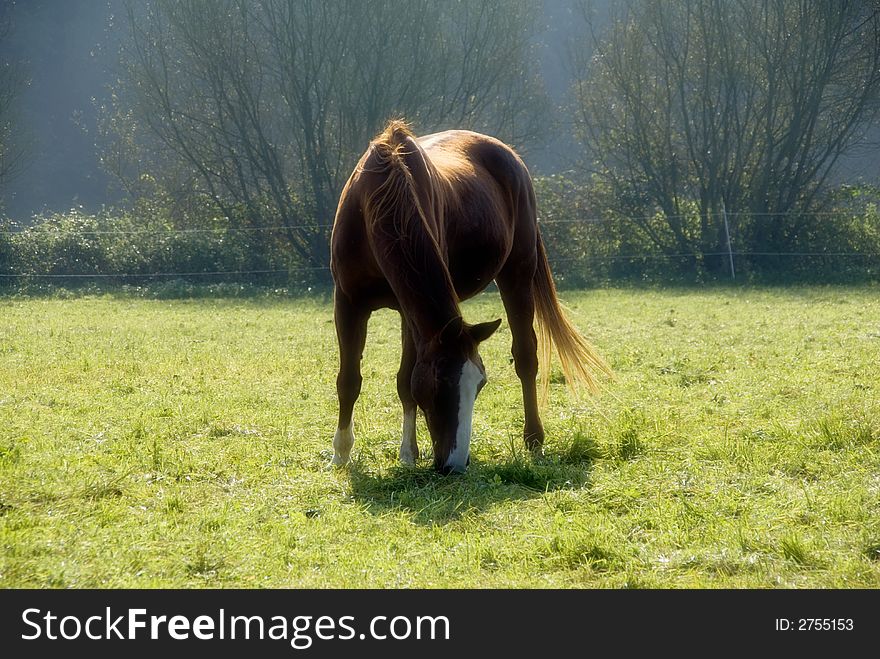 Chestnut horse on the meadow in backlight