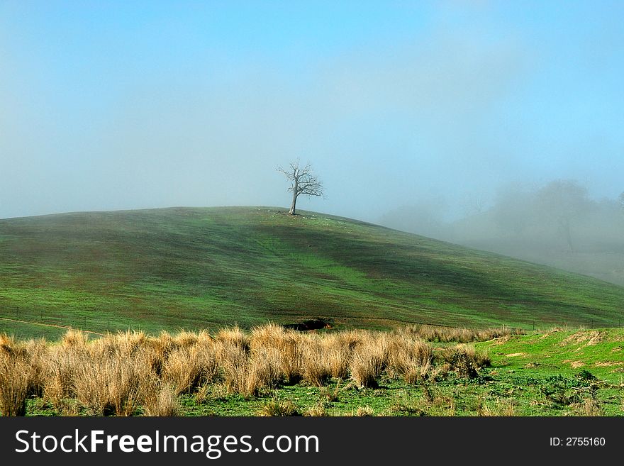 Lonely Tree In Mist