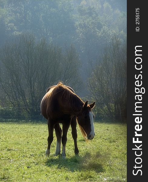 Relaxed chestnut horse grazing on the meadow. Relaxed chestnut horse grazing on the meadow.