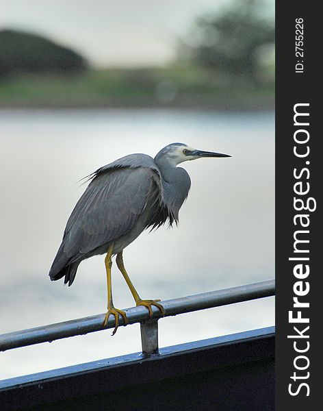 An egret on a fence in a harbour in South Australia. An egret on a fence in a harbour in South Australia
