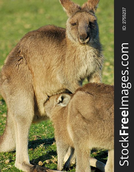 Kangaroo momma and joey feeding in South Australia