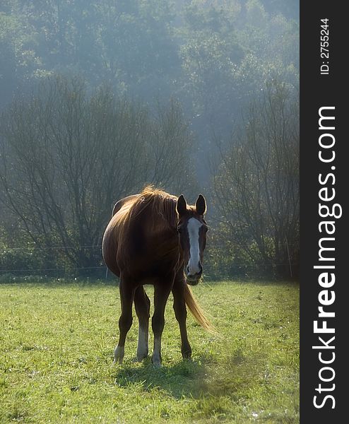 Relaxed chestnut horse grazing on the meadow. Relaxed chestnut horse grazing on the meadow.