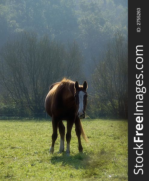 Chestnut horse in backlight