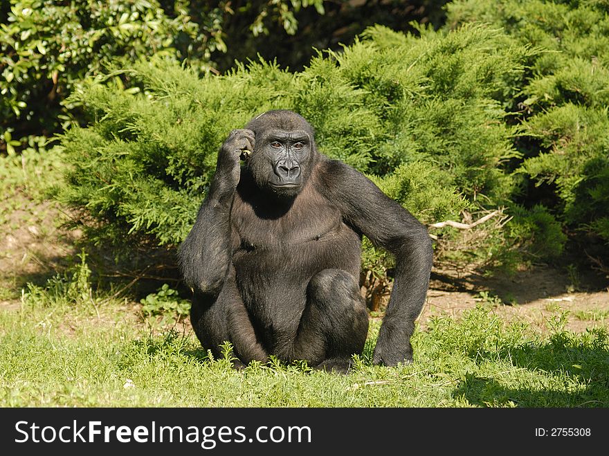 A gorilla at the zoo enjoying the day.