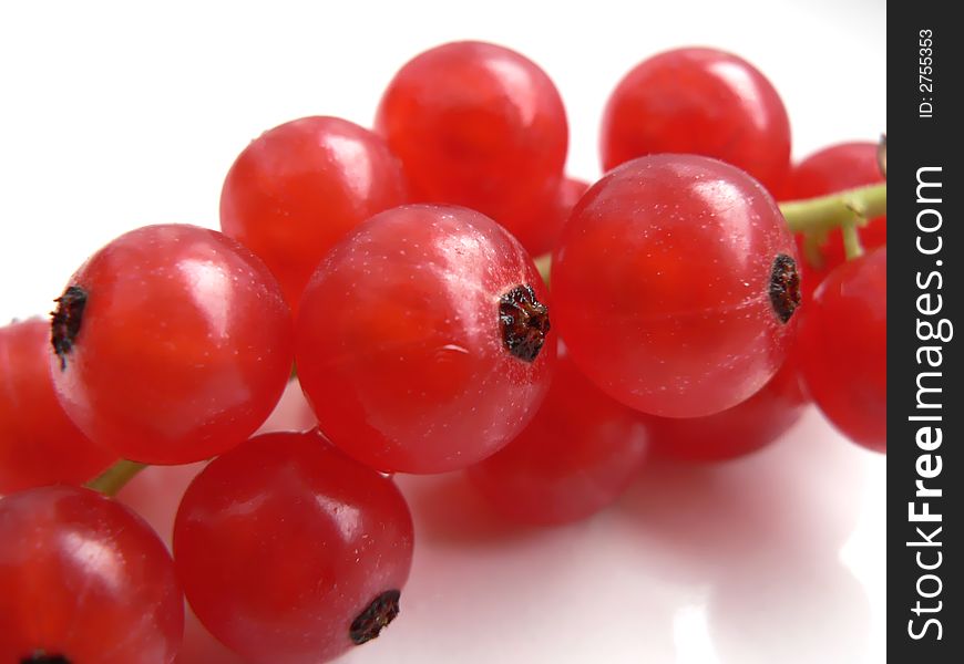 Fruits of ribes spicatum shot in macro