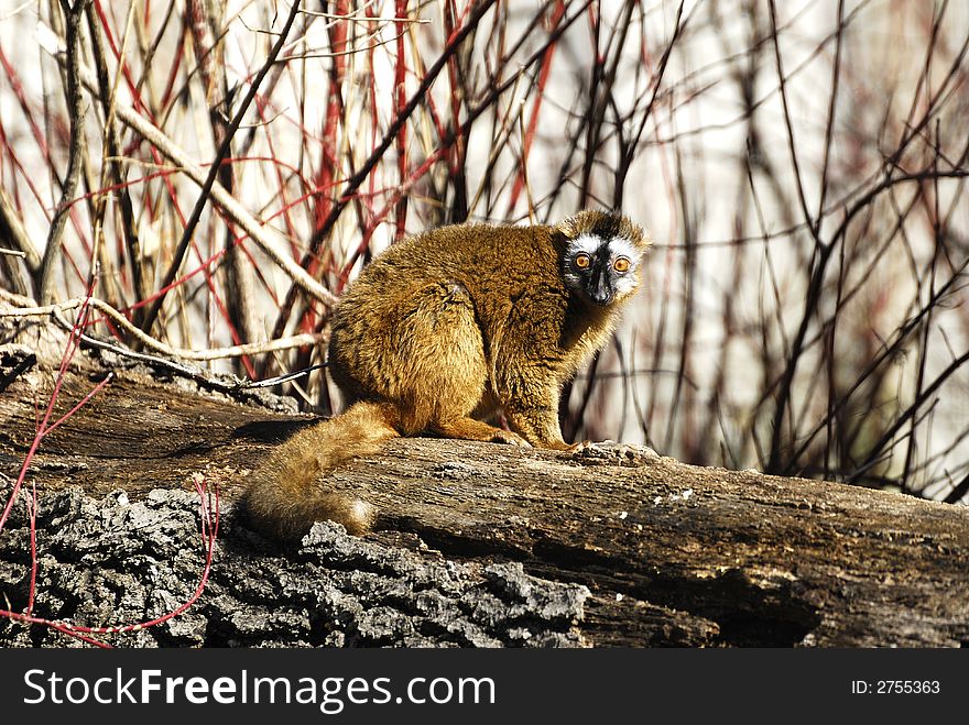 A lemur sitting on a log at the zoo.