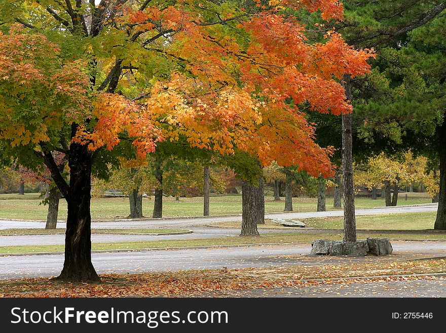 Colorful leaves on the branches of a tree that is located in a park. Colorful leaves on the branches of a tree that is located in a park.