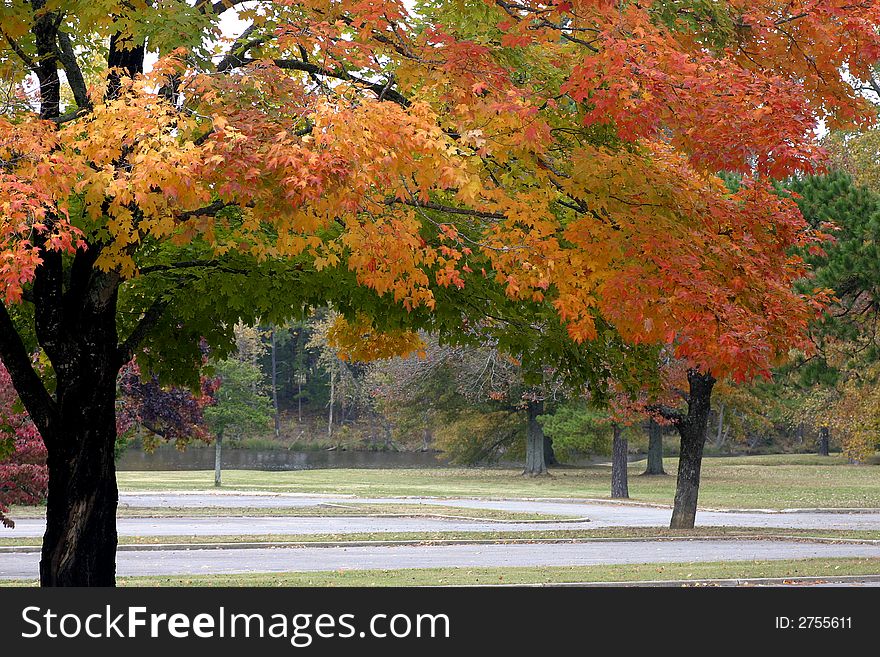 Brightly colored leaves on the branches of a tree which is located in a park with water in the distance. Brightly colored leaves on the branches of a tree which is located in a park with water in the distance.