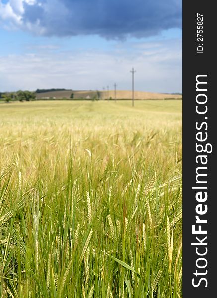 Barley field, blue sky with clouds