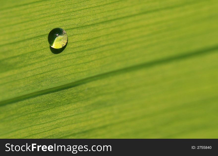 Rain drop on leaf after the rain taken closeup