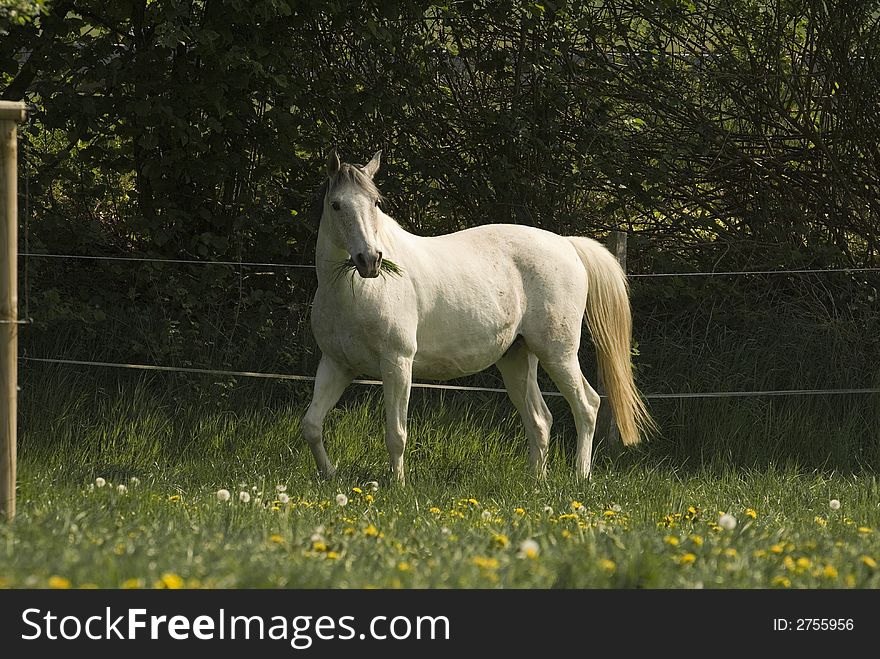 White horse in the pasture