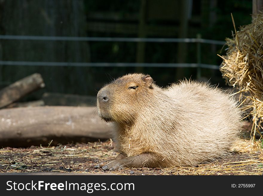 A Brazillian Capybara sitting down. A Brazillian Capybara sitting down