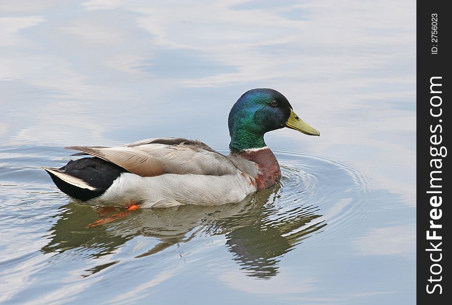 A male mallard duck swimming in the lake