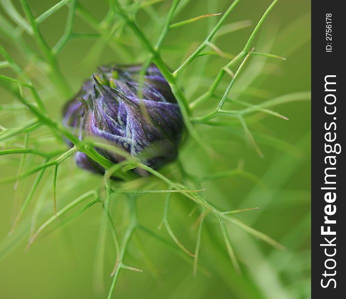 A bud seemingly trapped amongst its own green fronds in a spiky looking trap!