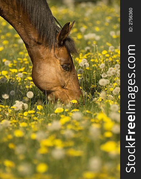 LIke in a dream the horse is surrounded by a huge amount of dandelions grazing with joy. LIke in a dream the horse is surrounded by a huge amount of dandelions grazing with joy.