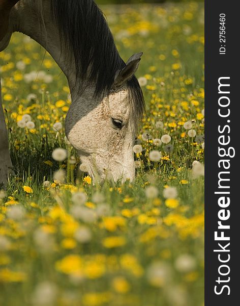 On a beautiful dandelion overcasted meadow is a horse grazing and enjoy it. On a beautiful dandelion overcasted meadow is a horse grazing and enjoy it.