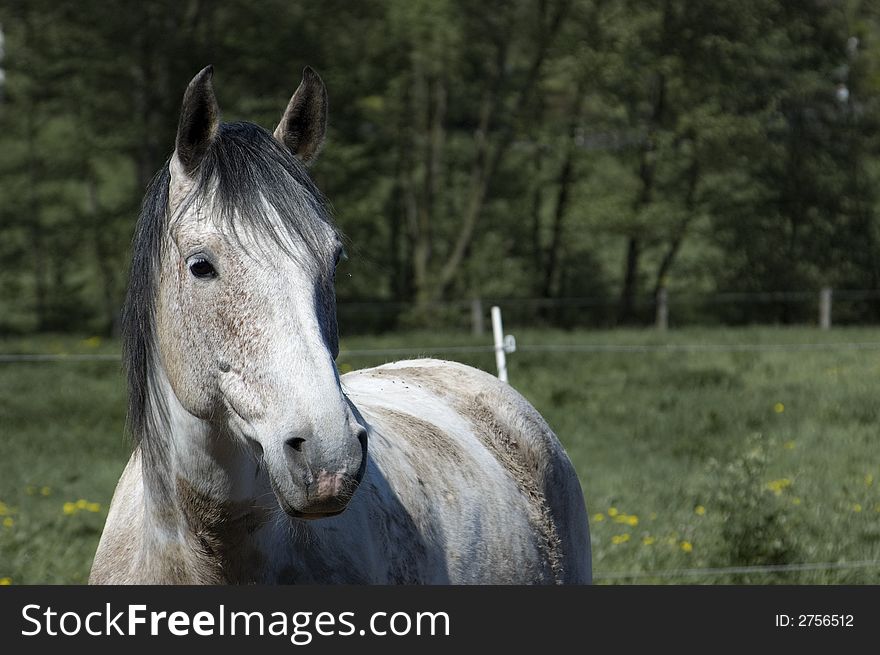 This is a porttrait of a pinto pleasure gelding. Nice to see is the tobiano color on his coat. This is a porttrait of a pinto pleasure gelding. Nice to see is the tobiano color on his coat.