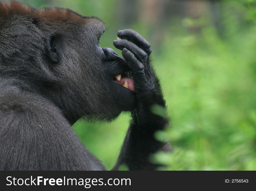 A big gorilla playing with his hand
